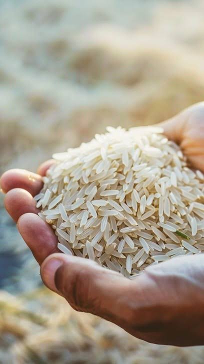 Rice